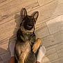 Tayko participe au concours pour gagner de l'argent avec cette photo : dog, puppy, german_shepherd, floor, wooden_floor, pet, playful, lying_down, indoors, feet, socks, brown, black, fur, collar, cute, expression, pet_owner, home, animal