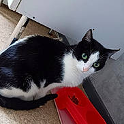 Cacahuète a rejoint le concours — aidez-le/la à gagner de superbes lots ! animal, black_and_white, cabinet, cat, curious, domestic, feline, floor, food_bowl, fur, green_eyes, household, indoor, looking_up, meal, pet, red, side_view, tail, whiskers
