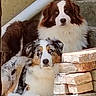 dog, australian_shepherd, pets, animals, outdoor, stone_steps, bricks, fur, ears, eyes, resting, two_dogs, brown, white, black, tan, guarding, portrait, companions, relaxed