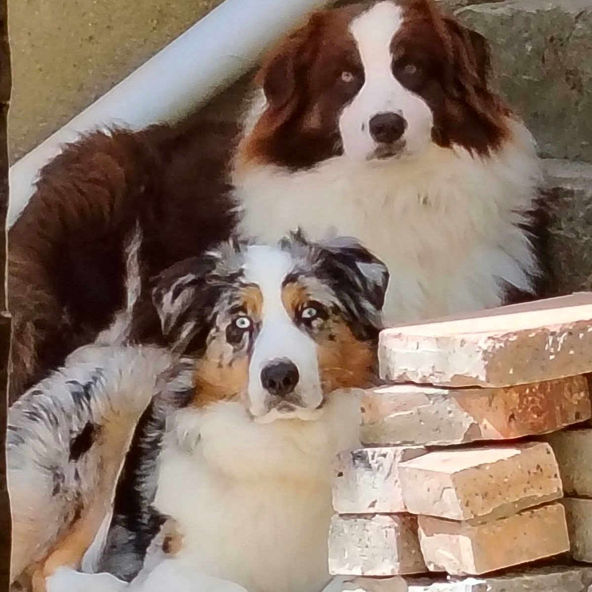 Choupette Et Saika a rejoint le concours — aidez-le/la à gagner de superbes lots ! dog, australian_shepherd, pets, animals, outdoor, stone_steps, bricks, fur, ears, eyes, resting, two_dogs, brown, white, black, tan, guarding, portrait, companions, relaxed