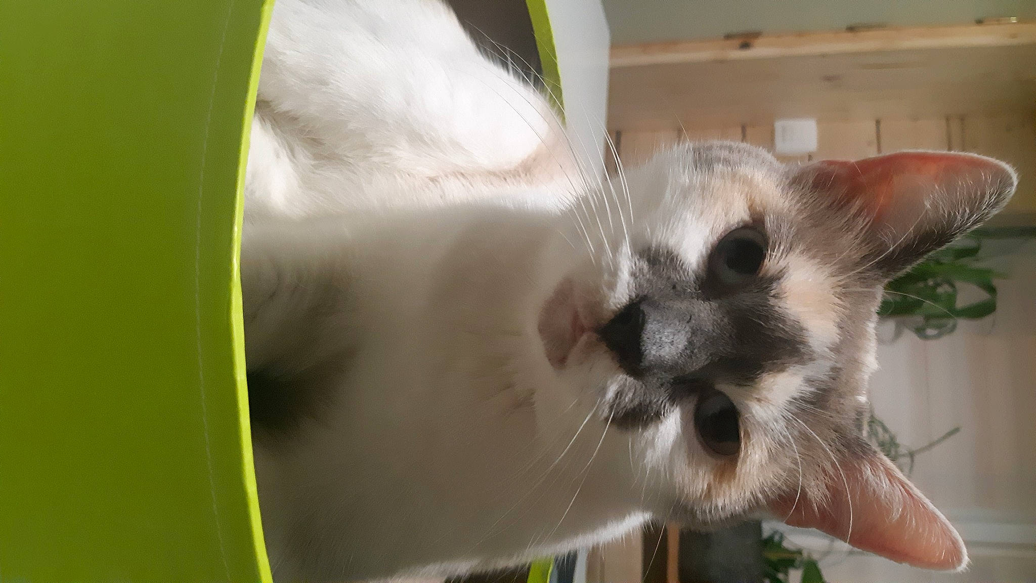 Plumette participe au concours pour gagner de l'argent avec cette photo : balinese, birman, carnivore, cat, domestic_short_haired_cat, fawn, felidae, fur, grass, iris, petal, plant, small_to_medium_sized_cats, snout, tail, thai, whiskers