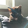 Ouna a rejoint le concours — aidez-le/la à gagner de superbes lots ! carnivoran, cat, cat_like_mammal, domestic_short_haired_cat, fauna, fur, kitten, small_to_medium_sized_cats, snout, whiskers