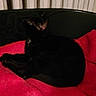 Ouna participe au concours pour gagner de l'argent avec cette photo : black, black_cat, carnivoran, cat, cat_like_mammal, dog_breed_group, dog_like_mammal, fur, kitten, mammal, nap, paw, puppy, red, small_to_medium_sized_cats, snout, whiskers