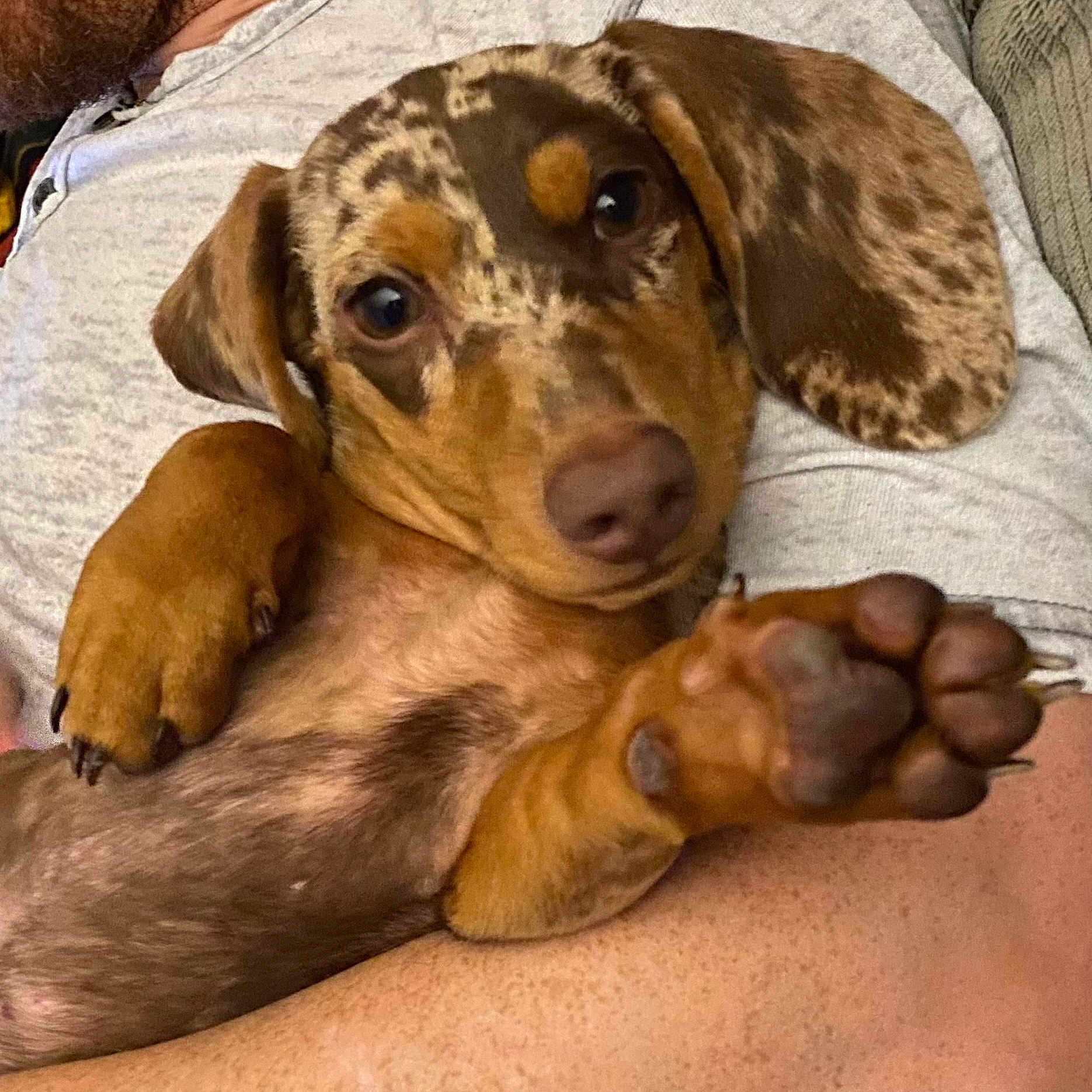 Morty is registered to the contest to win money with this photo: animal, beagle, canine, chair, couch, cushion, dog, furniture, homedecor, hound, indoors, interiordesign, labradorretriever, person, pet, pointer, puppy, skin, sleeping, snout