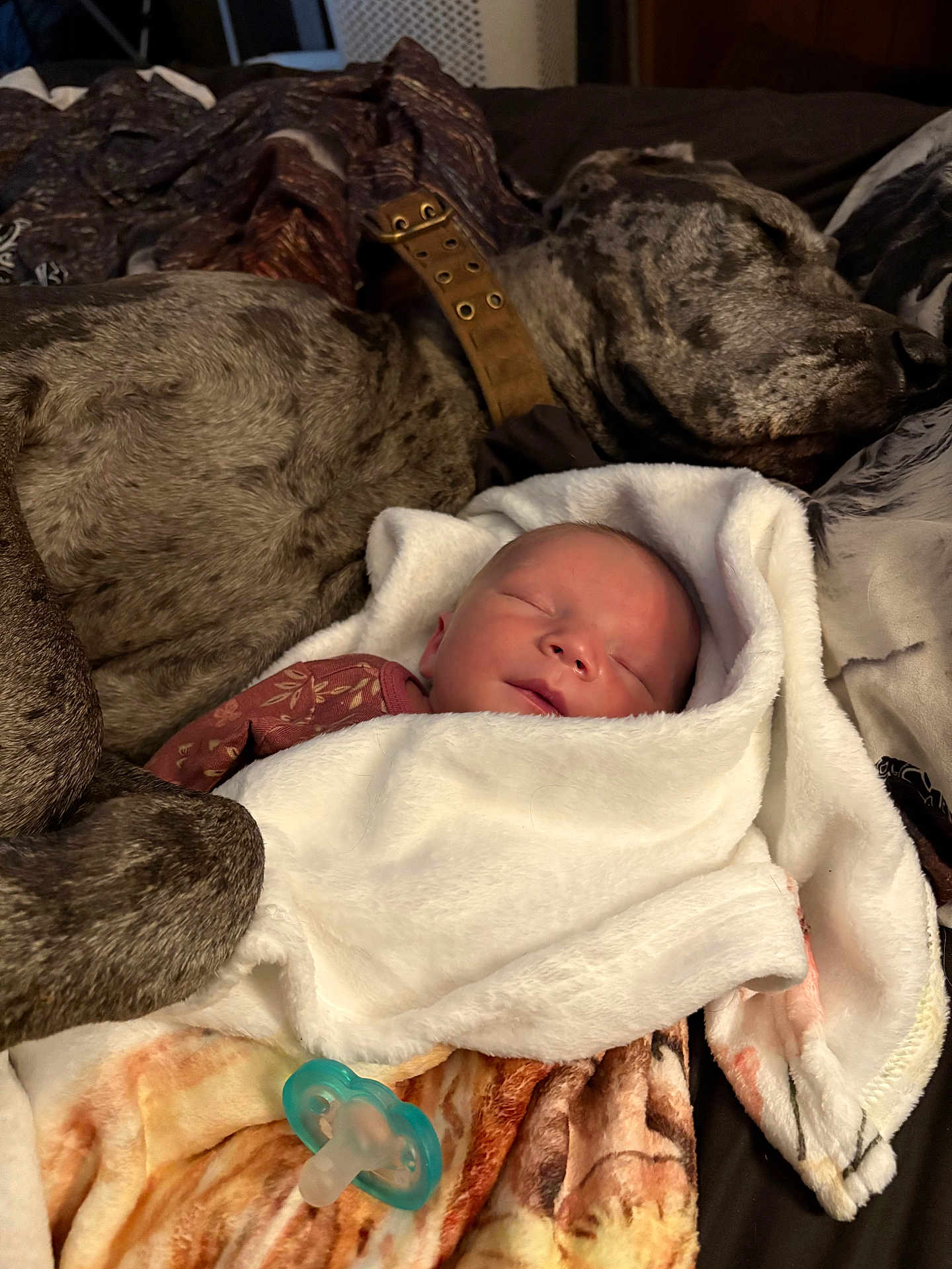 Kinleigh joined the competition — help win amazing prizes! baby, newborn, sleeping, blanket, dog, resting, pacifier, bed, cozy, fur, soft, warm, comfort, animal, infant, closeup, indoor, peaceful, companion, nap