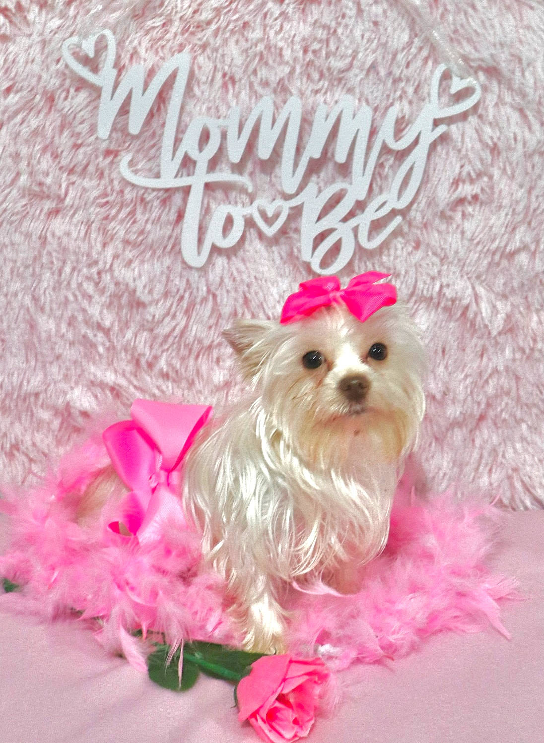 Belle is registered to the contest to win money with this photo: carnivore, collar, companion_dog, dog, dog_breed, dog_clothes, dog_collar, dog_supply, fashion_accessory, fawn, font, liver, magenta, pet_supply, petal, pink, plant, toy_dog, water_dog, working_animal