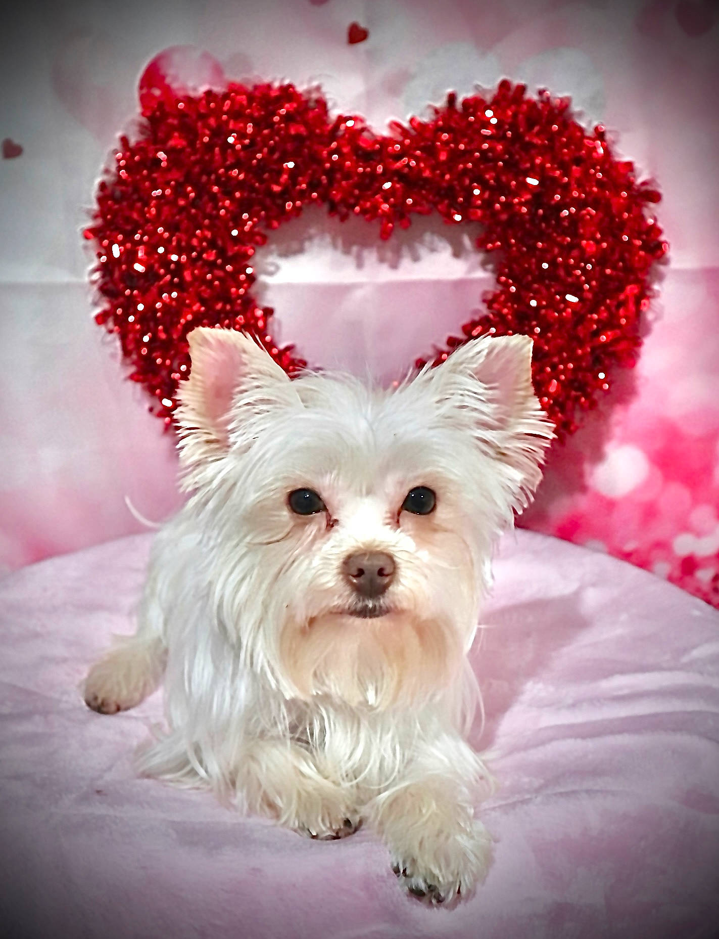 Belle is registered to the contest to win money with this photo: art, canidae, carnivore, companion_dog, dog, dog_breed, dog_supply, event, fashion_accessory, font, fur, gesture, happy, holiday, love, non_sporting_group, petal, sporting_group, toy_dog, working_animal