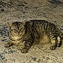 cat, tabby, striped, animal, pet, feline, floor, stone_floor, indoor, resting, lying_down, fur, whiskers, ears, paws, yellow_eyes, mottled, texture, cozy, lazy