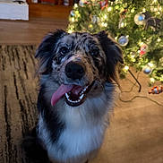 Montana joined the competition — help win amazing prizes! dog, indoor, christmas_tree, holiday, decorations, tongue_out, happy, pet, fur, smiling, floor, wood_floor, rug, lights, ornaments, home, cute, animal, canine, festive