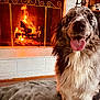 Montana joined the competition — help win amazing prizes! dog, fireplace, fire, blanket, indoor, cozy, warm, tongue_out, fur, pet, smiling, home, comfort, animal, mammal, sitting, relaxation, domestic, cute, happy