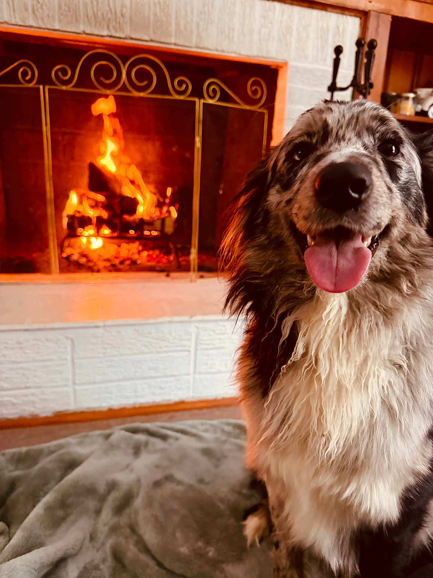 Montana joined the competition — help win amazing prizes! dog, fireplace, fire, blanket, indoor, cozy, warm, tongue_out, fur, pet, smiling, home, comfort, animal, mammal, sitting, relaxation, domestic, cute, happy