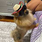 Hennessy is registered to the contest to win money with this photo: accessory, bed, carpet, cute, dog, dresser, fluffy, funny, furniture, hat, home, indoor, legs, person, pet, quilt, small_dog, sombrero, standing, sunglasses