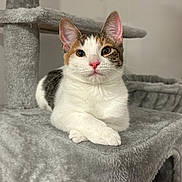 Piper is registered to the contest to win money with this photo: cat, feline, pet, animal, indoor, cat_tree, grey, white, tabby, cute, relaxed, fur, whiskers, ears, paw, looking, resting, household, cozy, domestic