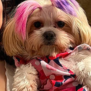 Bella is registered to the contest to win money with this photo: dog, pet, fluffy, hair_dye, pink, purple, outfit, patterned_clothing, cute, animal, portrait, close_up, fur, face, eyes, nose, paw, indoor, person, holding
