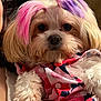 dog, pet, fluffy, hair_dye, pink, purple, outfit, patterned_clothing, cute, animal, portrait, close_up, fur, face, eyes, nose, paw, indoor, person, holding