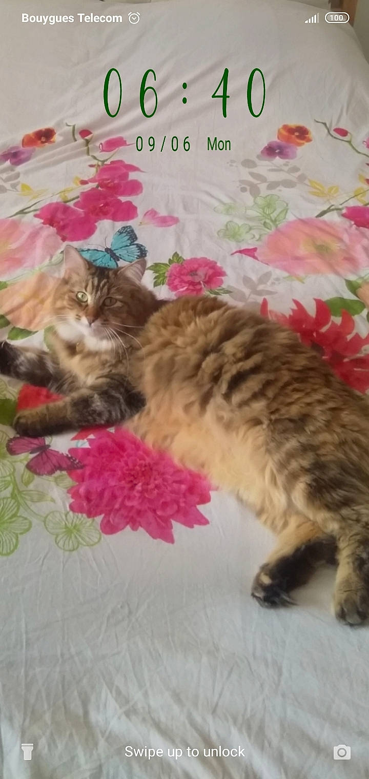 Ruby participe au concours pour gagner de l'argent avec cette photo : carnivore, cat, claw, comfort, domestic_short_haired_cat, fawn, felidae, flower, fur, magenta, nap, paw, photo_caption, pink, plant, small_to_medium_sized_cats, tail, vertebrate, whiskers