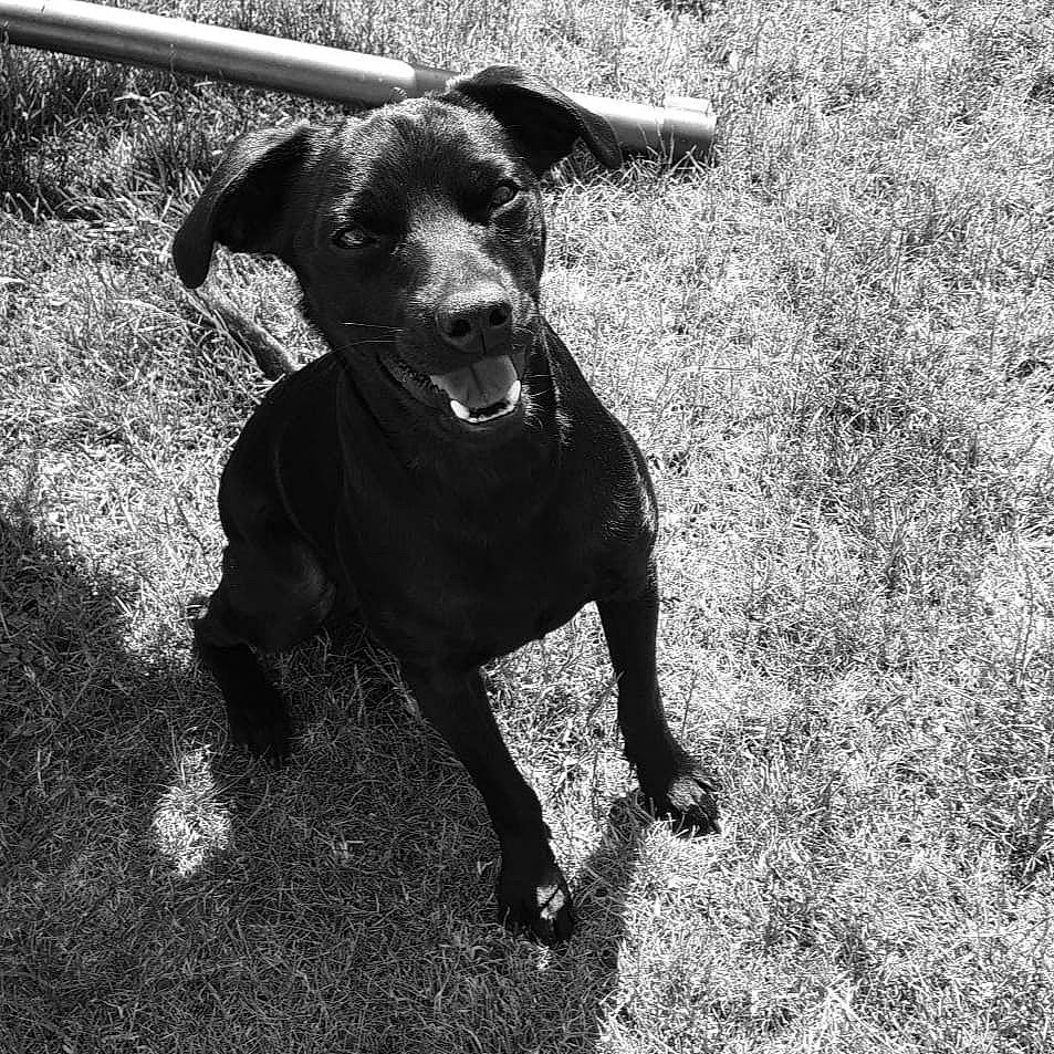 Lasko participe au concours pour gagner de l'argent avec cette photo : black, black_and_white, canidae, carnivore, dog, dog_breed, ear, grass, hunting_dog, labrador_retriever, mammal, patterdale_terrier, photography, snout, sporting_group, style, tail