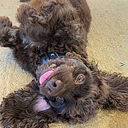 Harvey joined the competition — help win amazing prizes! animal, brown_fur, canine, closeup, collar, curly_fur, cute, dog, ears, eyes, face, fur_texture, happy, lying_down, mischievous, nose, outdoor, pet, playful, tongue_out
