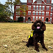 Harvey joined the competition — help win amazing prizes! dog, brown_dog, bee_costume, grass, lawn, red_brick_building, building, windows, tree, cloudy_sky, outdoor, pet, animal, cute, costume, tongue_out, happy, sitting, daytime, nature