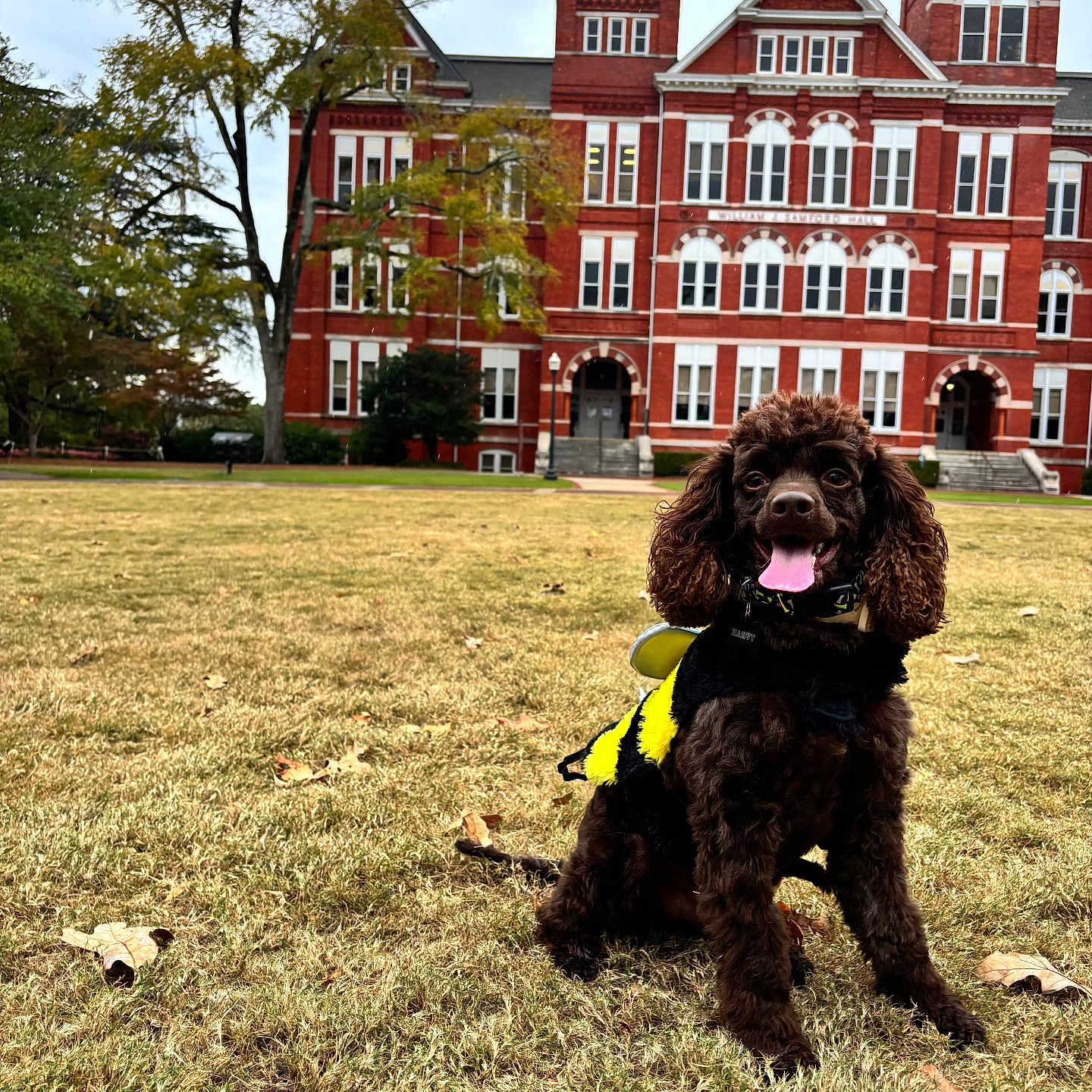 Harvey joined the competition — help win amazing prizes! animal, bee_costume, brown_dog, building, cloudy_sky, costume, cute, daytime, dog, grass, happy, lawn, nature, outdoor, pet, red_brick_building, sitting, tongue_out, tree, windows