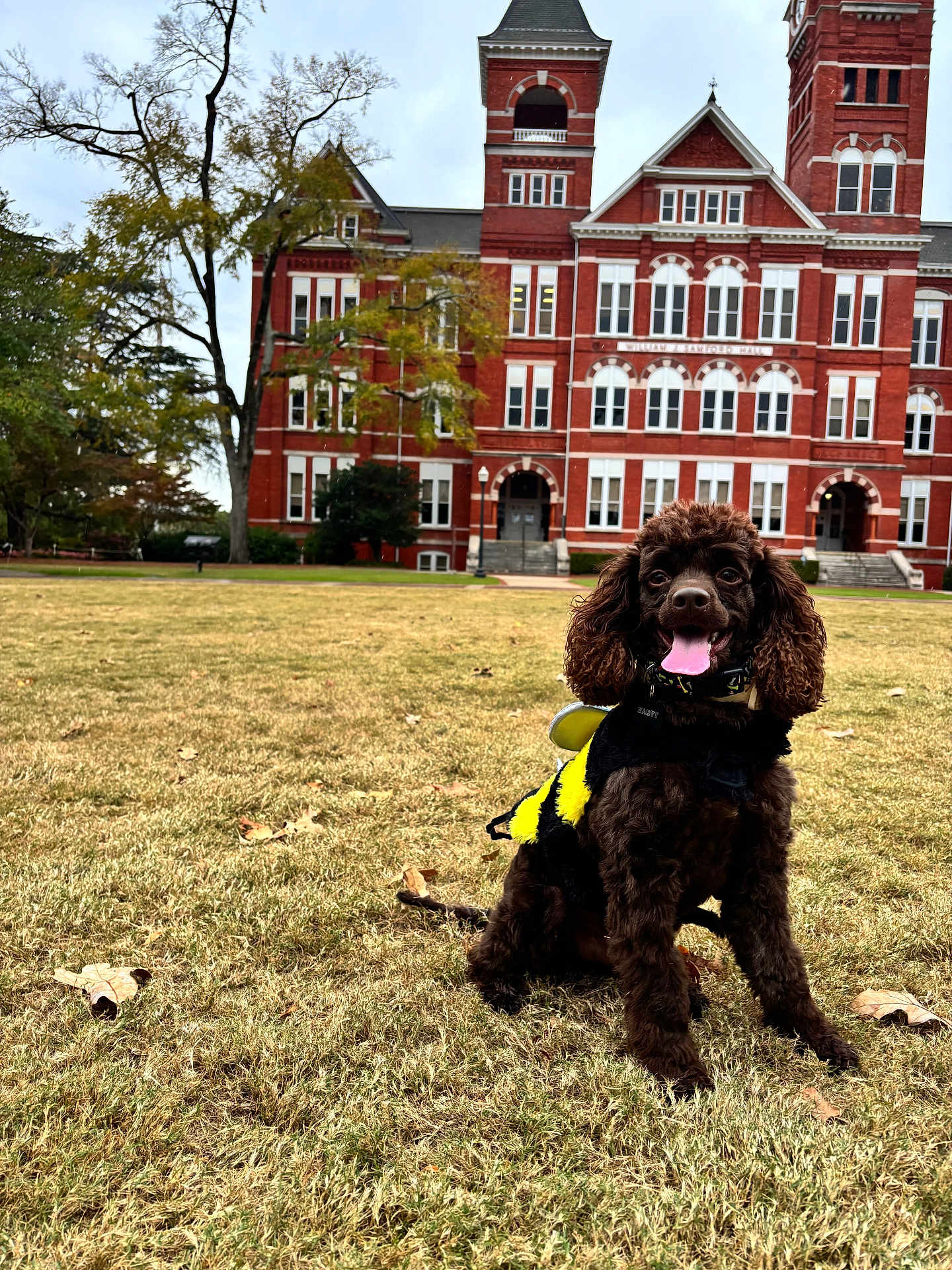 Harvey joined the competition — help win amazing prizes! dog, brown_dog, bee_costume, grass, lawn, red_brick_building, building, windows, tree, cloudy_sky, outdoor, pet, animal, cute, costume, tongue_out, happy, sitting, daytime, nature