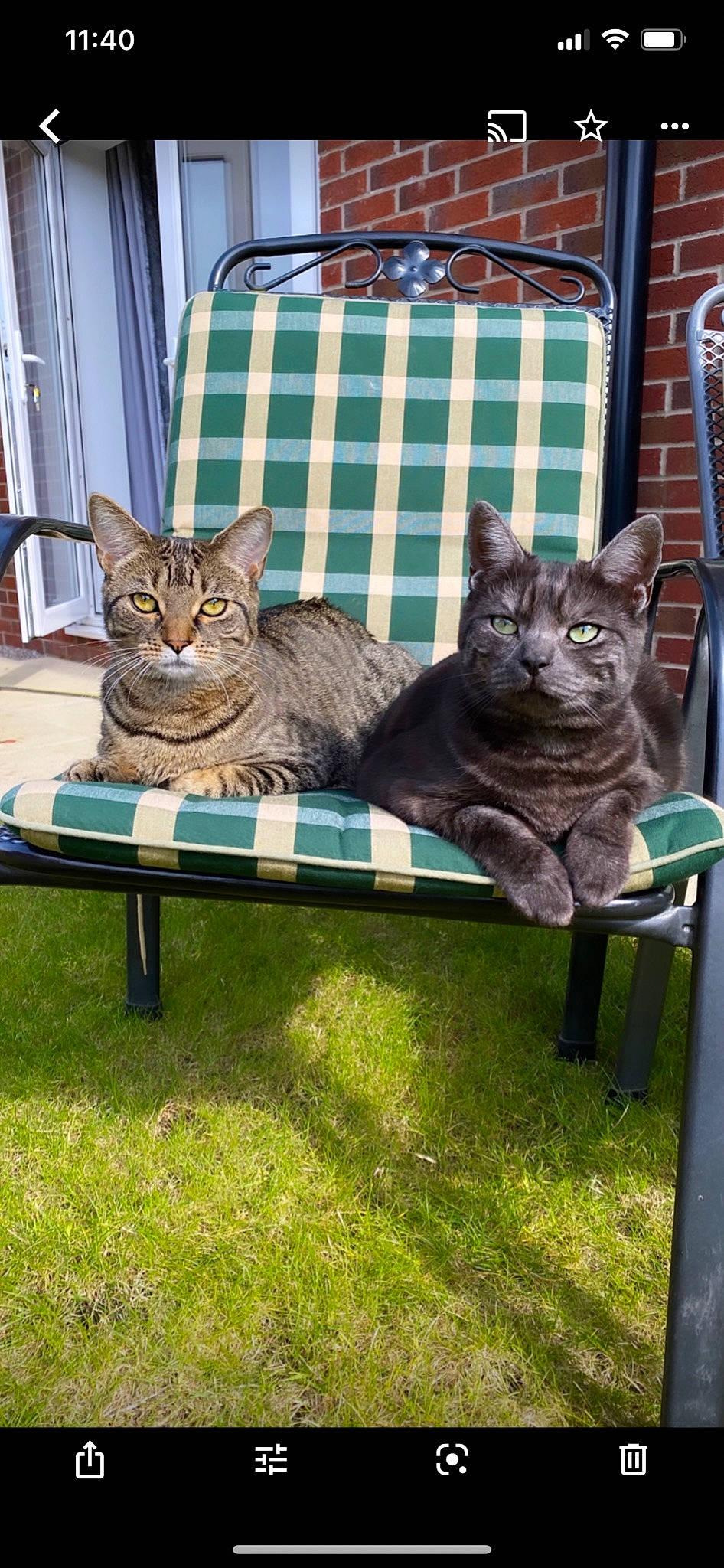 China is registered to the contest to win money with this photo: carnivore, cat, chair, comfort, domestic_short_haired_cat, fawn, felidae, fur, grass, plant, sitting, small_to_medium_sized_cats, snout, tail, terrestrial_animal, tree, vehicle, whiskers, wildlife, wood