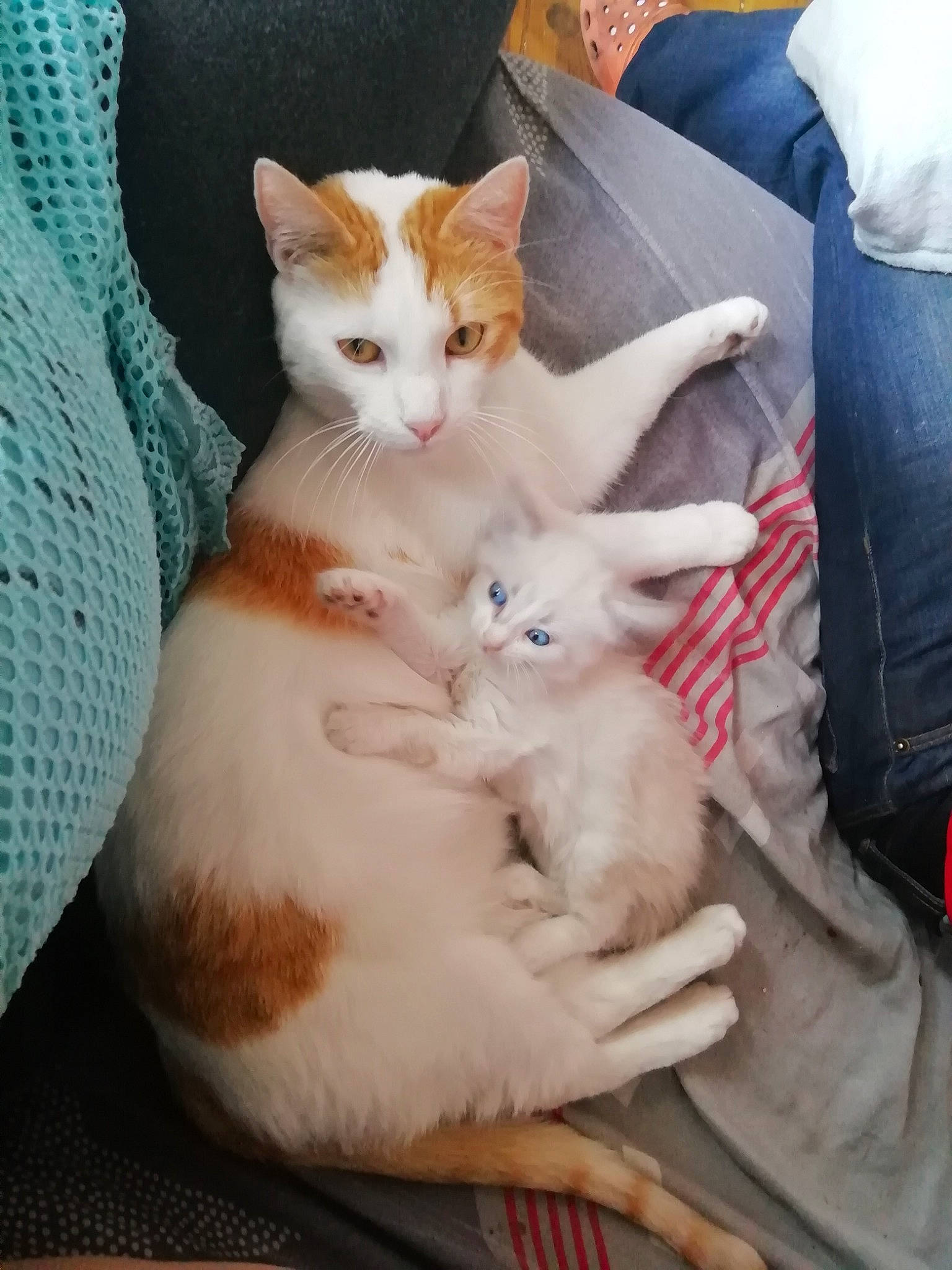 Pattenrond Et Hinata a rejoint le concours — aidez-le/la à gagner de superbes lots ! aegean_cat, american_wirehair, arabian_mau, carnivore, cat, colorpoint_shorthair, european_shorthair, fawn, felidae, fur, german_rex, kitten, leg, mammal, paw, polydactyl_cat, small_to_medium_sized_cats, tail, turkish_van, whiskers