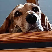 Pétrus participe au concours pour gagner de l'argent avec cette photo : dog, kitten, animal, pet, close_up, wooden_surface, resting, cute, friendship, cozy, indoors, brown_dog, small_cat, fur, face, ears, nose, eyes, companion, quiet