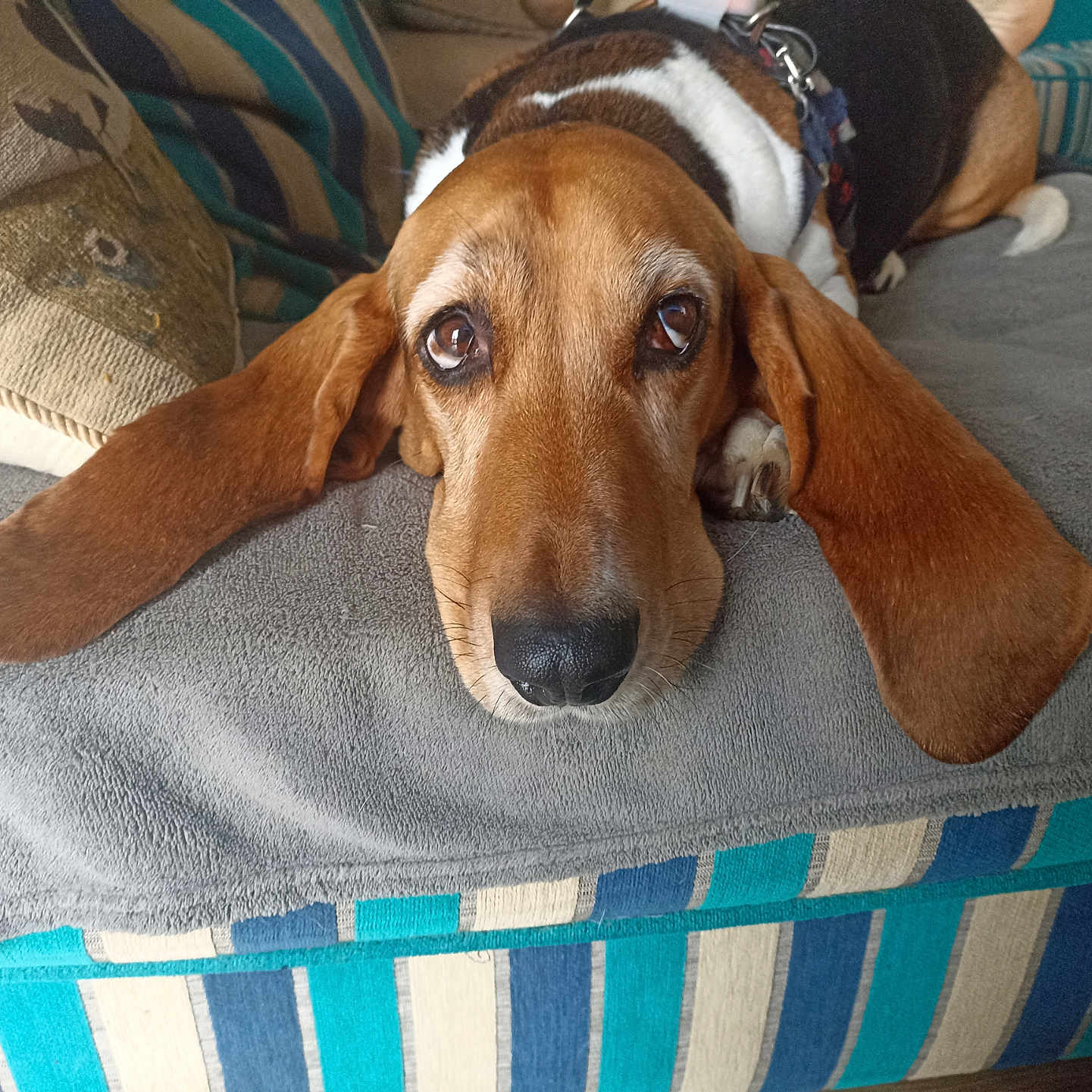Pétrus participe au concours pour gagner de l'argent avec cette photo : basset_hound, black, blanket, brown, comfort, couch, dog, ears, fur, home, indoor, leash, looking_at_camera, nostrils, pet, pillow, relaxed, snout, striped, white
