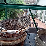 Chuck a rejoint le concours — aidez-le/la à gagner de superbes lots ! cat, tabby_cat, basket, wicker, pet, indoor, glass, window, plants, greenery, patio, outdoor_furniture, chair, table, home, relaxing, animal, feline, resting, cozy