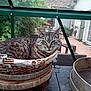 cat, tabby_cat, basket, wicker, pet, indoor, glass, window, plants, greenery, patio, outdoor_furniture, chair, table, home, relaxing, animal, feline, resting, cozy