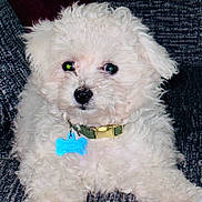 Melo joined the competition — help win amazing prizes! dog, puppy, white_fur, curly_fur, collar, dog_tag, indoor, couch, pet, cute, fluffy, animal, small_dog, sitting, closeup, domestic_animal, companion, furniture, portrait, eyes