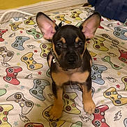 King is registered to the contest to win money with this photo: puppy, dog, pet, bed, bedspread, video_game_controller, pattern, ears, collar, indoor, cute, animal, sitting, looking, brown, black, tan, young, playful, home