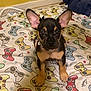 puppy, dog, pet, bed, bedspread, video_game_controller, pattern, ears, collar, indoor, cute, animal, sitting, looking, brown, black, tan, young, playful, home