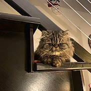 Achille a rejoint le concours — aidez-le/la à gagner de superbes lots ! cat, fluffy, piano, wood, indoor, pet, animal, face, furniture, decor, holiday, snowman, ornament, cute, fur, expression, whiskers, resting, brown, tabby