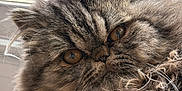 Achille a rejoint le concours — aidez-le/la à gagner de superbes lots ! cat, fluffy, long_hair, brown, amber_eyes, close_up, indoor, window, curly_fur, whiskers, pet, animal, feline, face, portrait, cute, relaxed, domestic_cat, fur, mammal