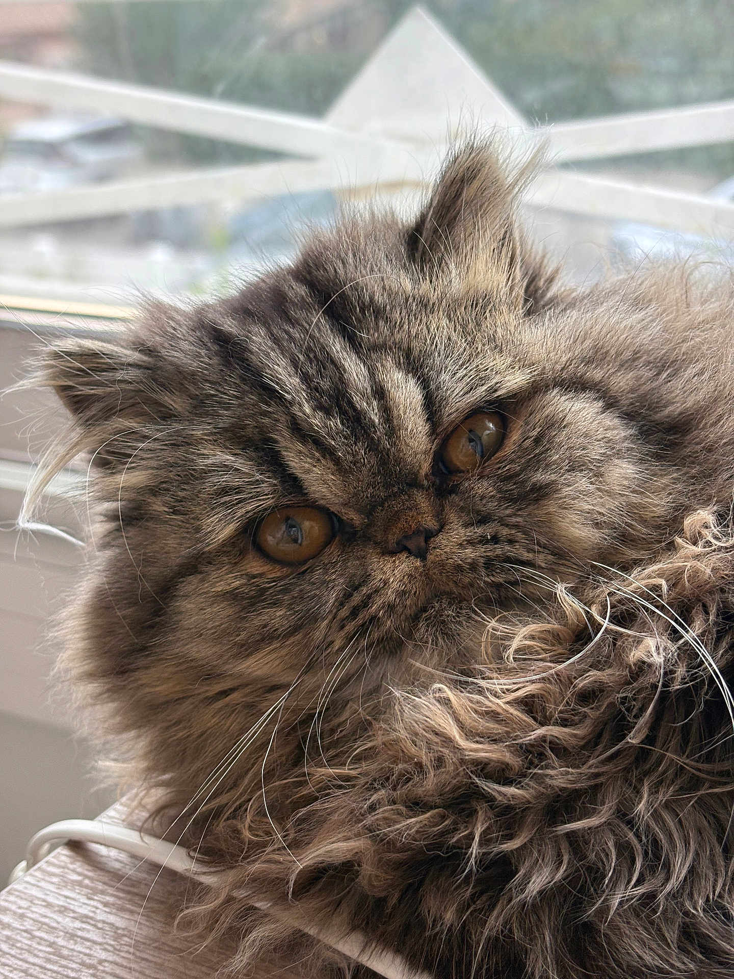Achille a rejoint le concours — aidez-le/la à gagner de superbes lots ! cat, fluffy, long_hair, brown, amber_eyes, close_up, indoor, window, curly_fur, whiskers, pet, animal, feline, face, portrait, cute, relaxed, domestic_cat, fur, mammal
