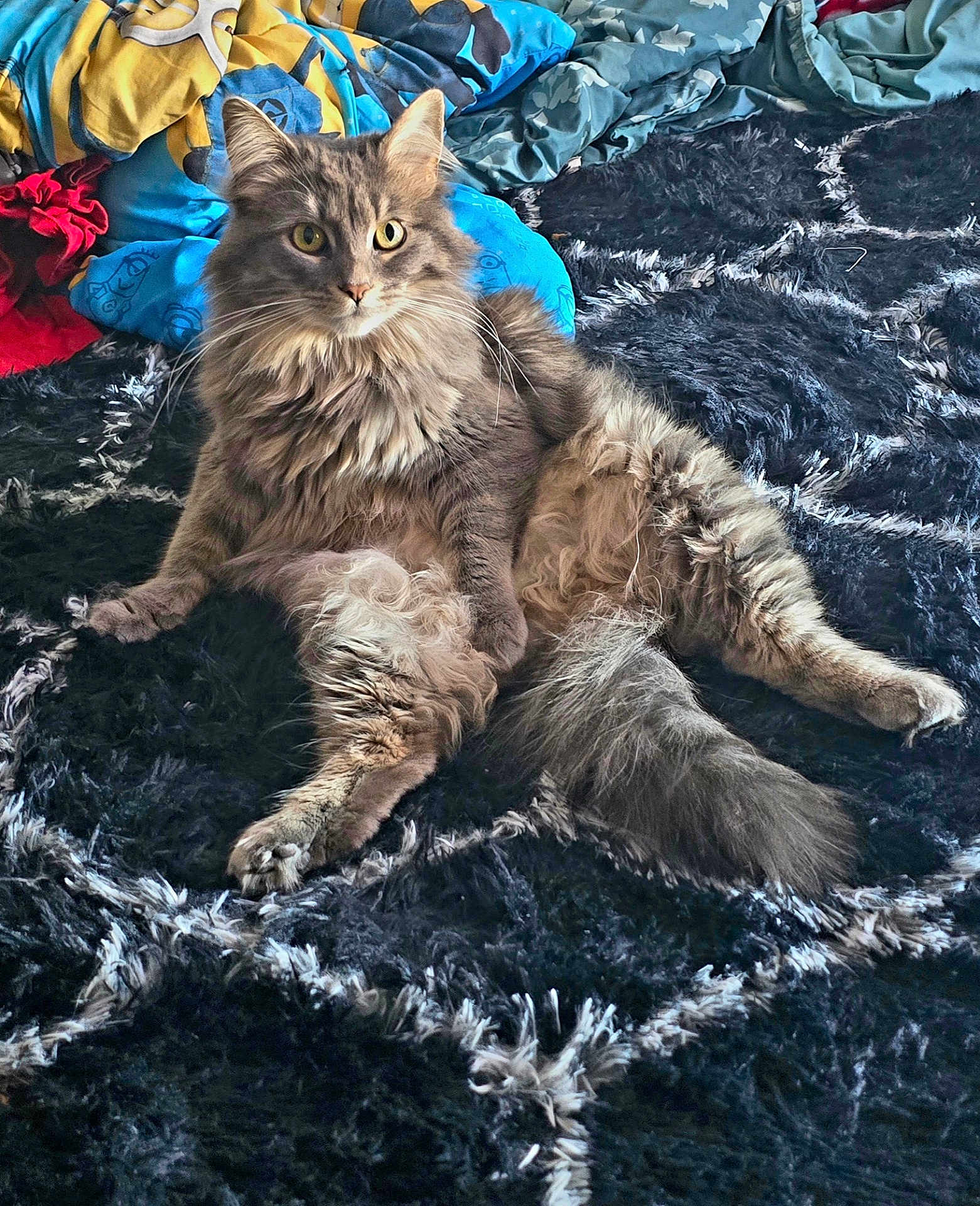 Smokey joined the competition — help win amazing prizes! cat, gray_cat, fluffy_fur, indoor, rug, patterned_rug, bed, blanket, blue_blanket, yellow_blanket, resting, relaxed, pet, animal, feline, wide_eyes, curious, cozy, home, soft_texture