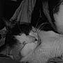 Moka a rejoint le concours — aidez-le/la à gagner de superbes lots ! cat, sleeping, black_and_white, whiskers, fur, close_up, pet, animal, cozy, resting, indoor, soft_texture, peaceful, relaxed, quiet, domestic_cat, fur_pattern, whiskers_visible, snuggling, curled_up