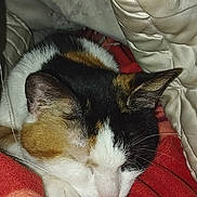 Moka a rejoint le concours — aidez-le/la à gagner de superbes lots ! cat, calico, sleeping, cozy, blanket, quilted, striped, orange, white, fur, pet, nap, resting, indoor, closeup, cute, paw, whiskers, soft, comfort
