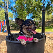Peanut joined the competition — help win amazing prizes! dog, small_dog, chihuahua, swing, playground, harness, pink_harness, outdoor, trees, sunny, daytime, park, tongue_out, happy, pet, animal, wood_chips, metal_chains, black_swing, nature