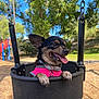 dog, small_dog, chihuahua, swing, playground, harness, pink_harness, outdoor, trees, sunny, daytime, park, tongue_out, happy, pet, animal, wood_chips, metal_chains, black_swing, nature