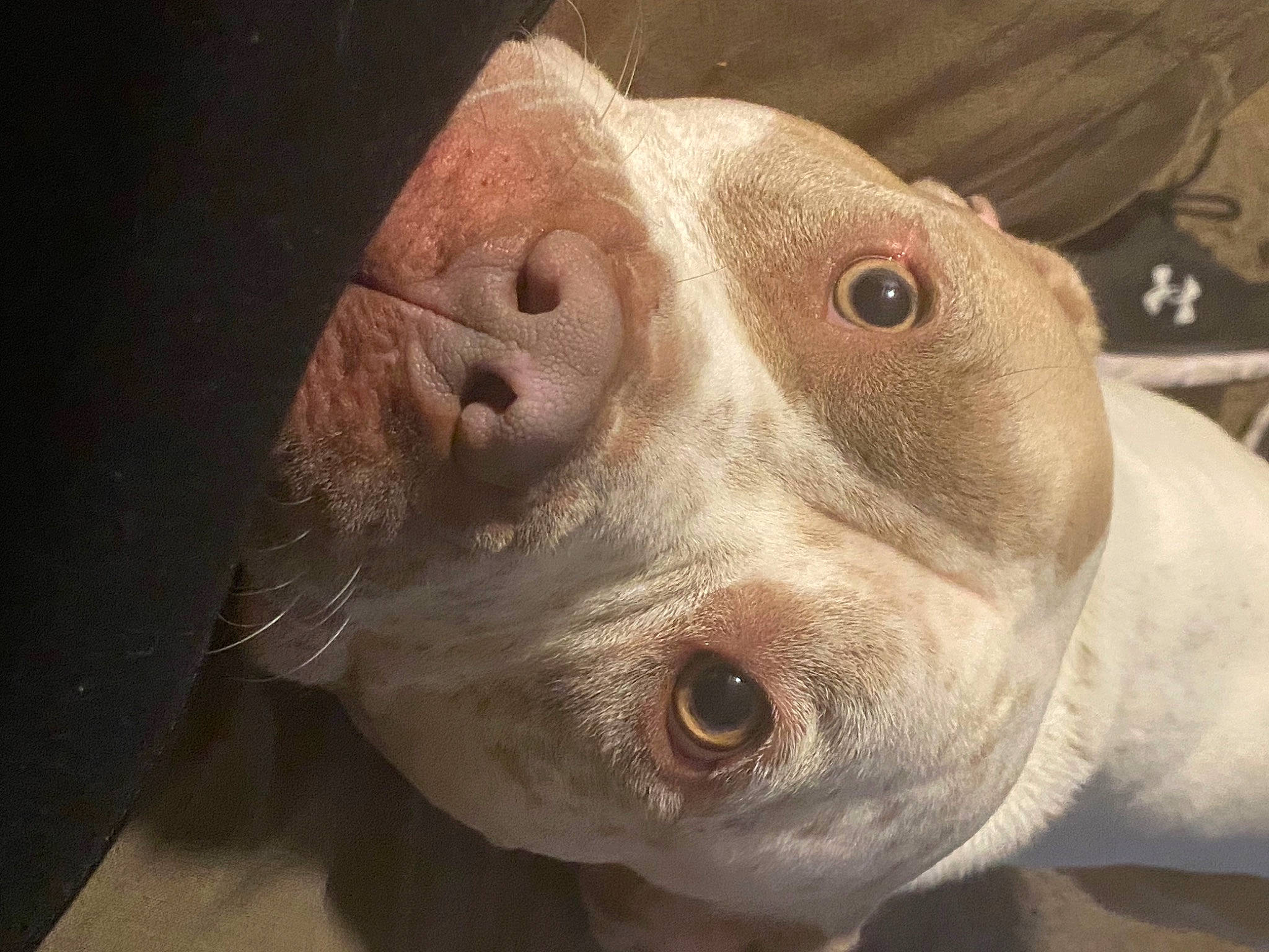 Samson is registered to the contest to win money with this photo: carnivore, close_up, companion_dog, dog, dog_breed, ear, eye, fawn, fish, fur, jaw, no_expression, snout, sporting_group, whiskers, working_animal