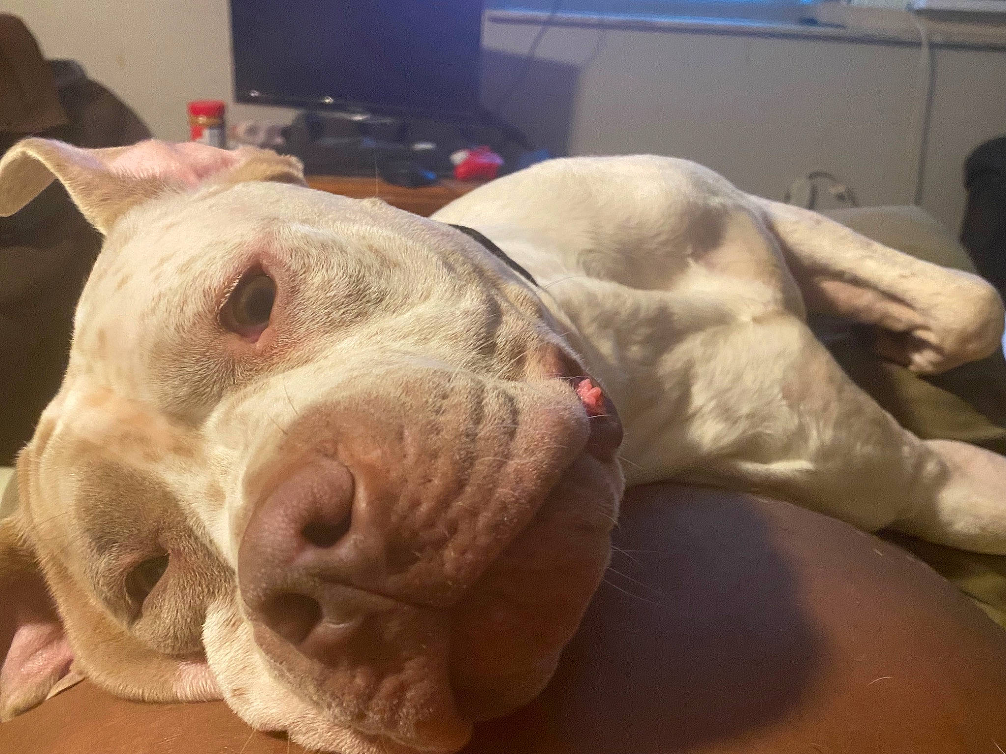 Samson joined the competition — help win amazing prizes! canidae, carnivore, chest, comfort, companion_dog, computer_keyboard, computer_monitor, dog, dog_breed, fawn, home_appliance, jaw, molosser, selfie, snout, sporting_group, television, terrestrial_animal, whiskers, wrinkle