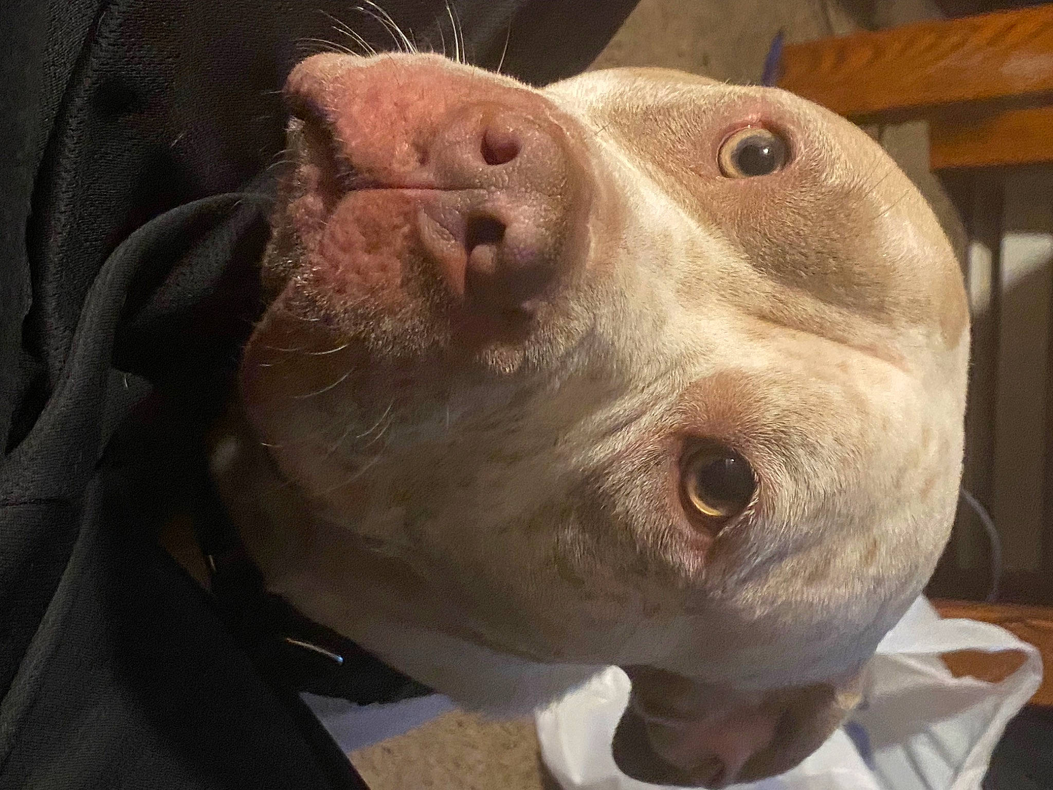 Samson joined the competition — help win amazing prizes! canidae, carnivore, companion_dog, dog, dog_breed, ear, fawn, flesh, fur, jaw, metal, non_sporting_group, pointer, snout, sporting_group, terrestrial_animal, toy, whiskers, working_animal, wrinkle