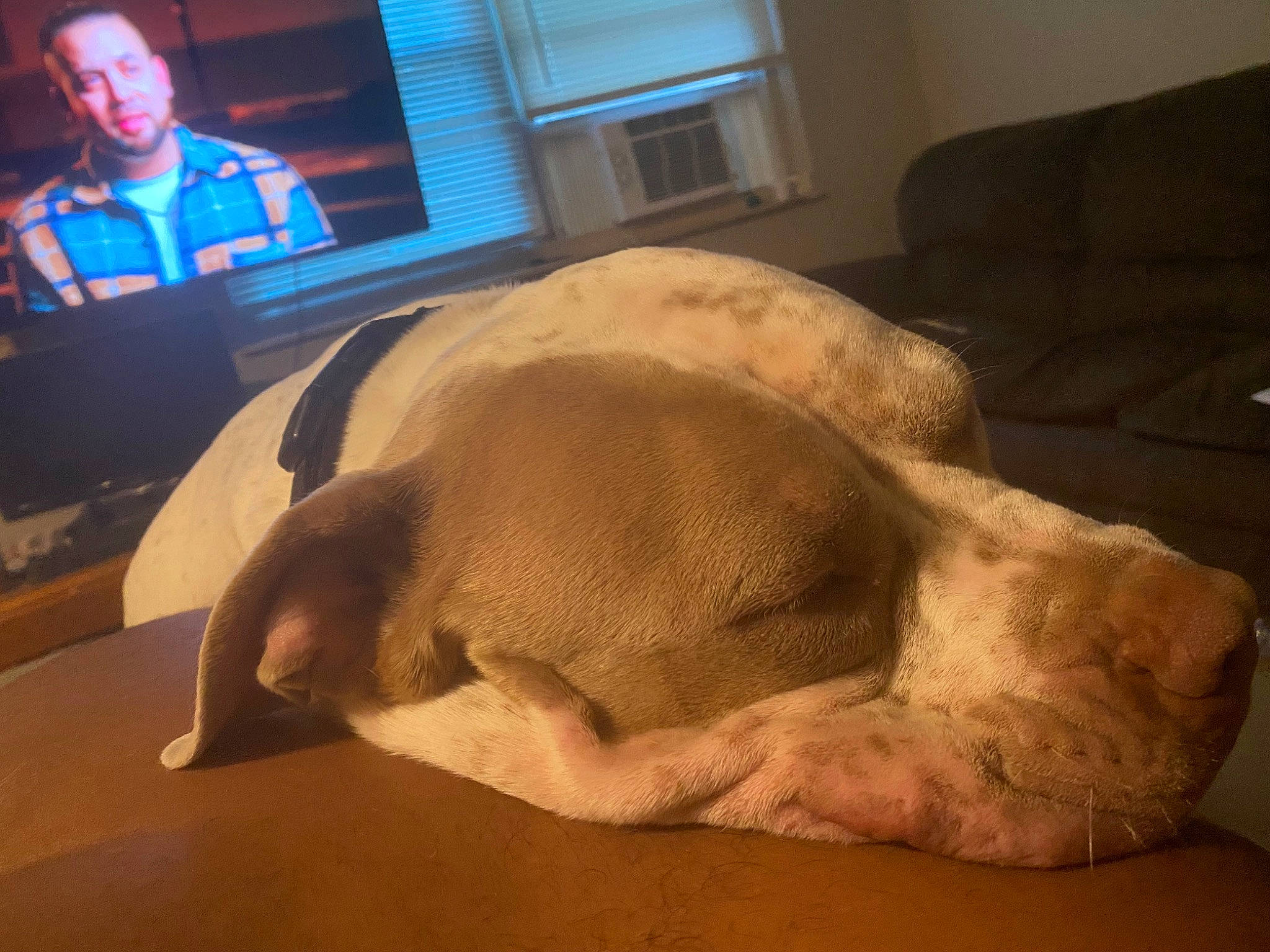 Samson is registered to the contest to win money with this photo: canidae, carnivore, chair, comfort, companion_dog, couch, dog, dog_breed, fawn, flesh, picture_frame, snout, sporting_group, suidae, t_shirt, television, terrestrial_animal, window, working_animal, wrinkle