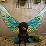 black_dog, collar, colorful_feathers, decorative_art, dog, flowers, gravel_ground, hanging_plants, harness, mural, outdoor, pet, plants, portrait, potted_plant, shadow, sitting, smiling_dog, wall, wings_mural