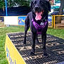 animal, black_dog, canine, daylight, dog, fence, grass, happy, nature, outdoor, park, pet, platform, playful, purple_harness, signage, standing, tongue_out, tree, yellow_platform