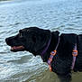 adventure, animal, black_dog, canine, dog, harness, lake, mountain, nature, orange_harness, outdoor, pet, playful, portrait, purple_harness, side_view, summer, tongue_out, water, wet_fur