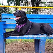 Simone a rejoint le concours — aidez-le/la à gagner de superbes lots ! animal, bench, black_dog, canine, chain_link_fence, daytime, dog, fence, grass, grass_field, happy, nature, outdoor, park, pet, purple_harness, resting, tongue_out, tree, wooden_bench